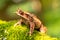 Nature wildlife image of The Bornean Horn Frog