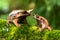 Nature wildlife image of The Bornean Horn Frog