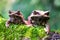 Nature wildlife image of The Bornean Horn Frog