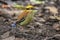 Nature wildlife image of Borneo banded pitta (Hydrornis schwaneri) It is found only in Borneo