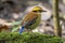 Nature wildlife image of Borneo banded pitta (Hydrornis schwaneri) It is found only in Borneo