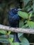 Nature wildlife image of Bronze Drongo bird (Dicrurus aeneus) on perch