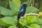 Nature wildlife image of Bronze Drongo bird (Dicrurus aeneus) on perch