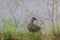 Nature wildlife image Buff Banded Rail bird on paddy filed