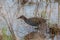 Nature wildlife image Buff Banded Rail bird on paddy filed