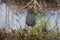 Nature wildlife image Buff Banded Rail bird on paddy filed