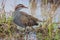 Nature wildlife image Buff Banded Rail bird on paddy filed