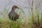 Nature wildlife image Buff Banded Rail bird on paddy filed