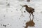 Nature wildlife image Buff Banded Rail bird on paddy filed