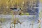 Nature wildlife image of cute Black-winged stilt bird walk on paddy filed