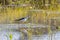 Nature wildlife image of cute Black-winged stilt bird walk on paddy filed