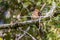 Nature wildlife image of The little cuckoo-dove perched in the middle of the foresting nature