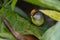 Nature wildlife image of Mountain Tailorbird perching on tree branch