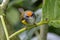 Nature wildlife image of Mountain Tailorbird perching on tree branch