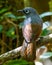 Nature wildlife image of Sunda laughingthrush Garrulax palliatus is a species of birds