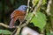 Nature wildlife image of Sunda laughingthrush Garrulax palliatus is a species of birds at tropical moist montane forests