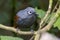 Nature wildlife image of Sunda laughingthrush Garrulax palliatus is a species of birds at tropical moist montane forests