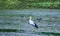 Nature wildlife, local birds walking around the harvested rice field.