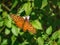 Nature wildlife orange butterfly insect with green plants background