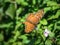 Nature wildlife orange butterfly insect with green plants at background