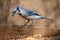 Nature Wildlife Passerine Birds House Blue Jay Eye Catch Light