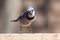 Nature Wildlife Passerine Birds House Blue Jay Eye Catch Light