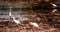 Nature wildlife, white birds walking around the harvested rice field and watching for food, little insects and fish.