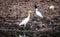 Nature wildlife, white birds walking on the harvested rice field and watching for food, little insects and fish in countryside.