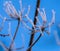 Nature of winter buds of plants are covered with little snowflakes