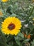 Nature yello flower and bee, nepal. fruit pink flower in garden and FLOWER green leaf