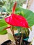 Naturel anthurium flower in sri lanka