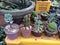 Naturel cacti plants with value added.