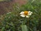 Naturel flower in the garden of sri lanka