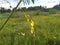 Naturel flower in sri lanka