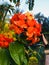 Naturel good flower in sri lanka