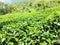 Naturel tea land of sri lanka