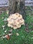 Natures beautifull mushrooms