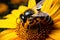 Natures beauty Closeup bumblebee on a sunflower