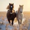 Natures beauty Domestic horses in a galloping stallion and young pony