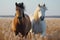 Natures beauty Domestic horses in a galloping stallion and young pony