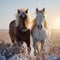 Natures beauty Domestic horses in a galloping stallion and young pony