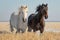 Natures beauty Domestic horses in a galloping stallion and young pony