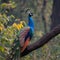 Natures beauty a peacock displays its grandeur on a tree