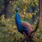 Natures beauty a peacock displays its grandeur on a tree