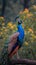 Natures beauty a peacock displays its grandeur on a tree