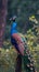 Natures beauty a peacock displays its grandeur on a tree