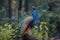 Natures beauty a peacock displays its grandeur on a tree