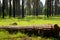 Natures beauty Pine forest with a log on vibrant grass