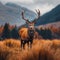 Natures beauty Red deer stag in the Scottish fall season