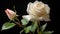 Natures Beauty Rose Bud Flower